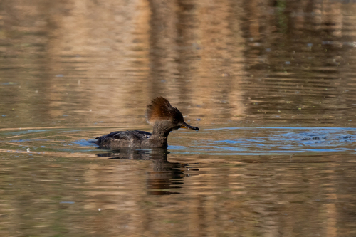iNaturalist observation photo of Hooded Merganser