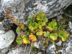 Boykinia richardsonii