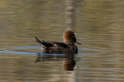 iNaturalist observation photo of Hooded Merganser