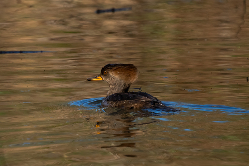 iNaturalist observation photo of Hooded Merganser
