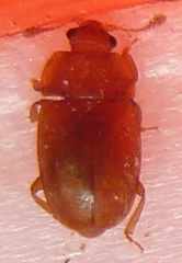 Epuraea