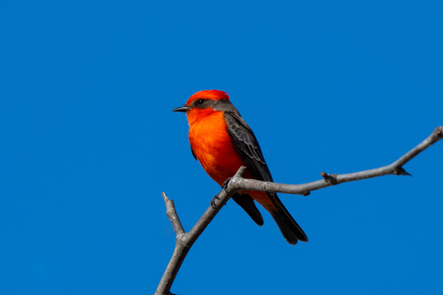 iNaturalist observation photo of Vermilion Flycatcher