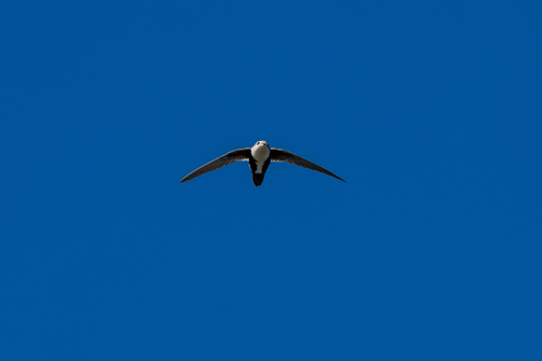 iNaturalist observation photo of White-throated Swift