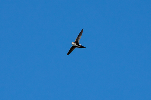 iNaturalist observation photo of White-throated Swift