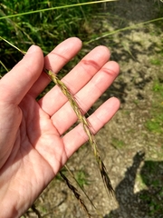 Elymus caninus