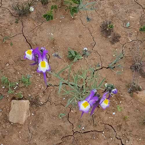 Linaria haelava