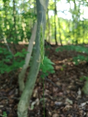 Hordelymus europaeus