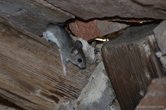 Chaco Pericote photo 2