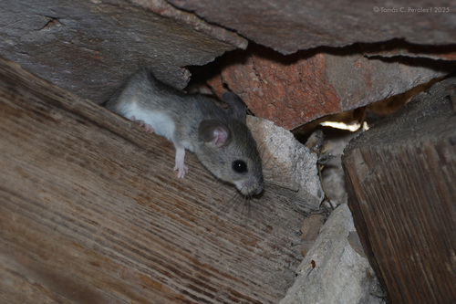 Chaco Pericote (Graomys chacoensis) — Data Deficient Mammalia