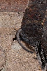 Chaco Pericote photo 3