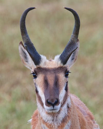 Pronghorn photographed in Utah