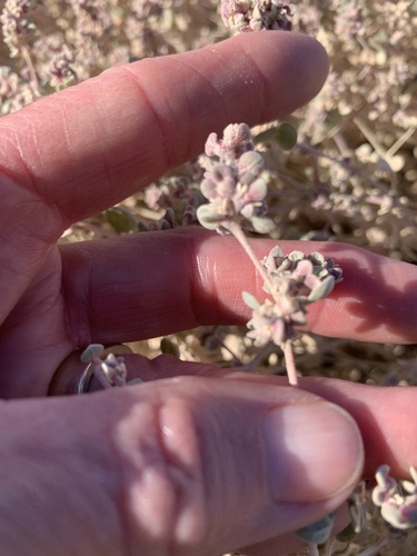 Tidestromia suffruticosa var. suffruticosa