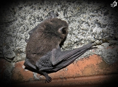 Myotis riparius