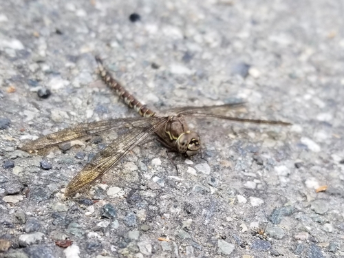 Zigzag Darner photo 2