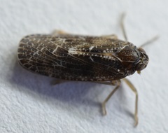 Synecdoche nemoralis