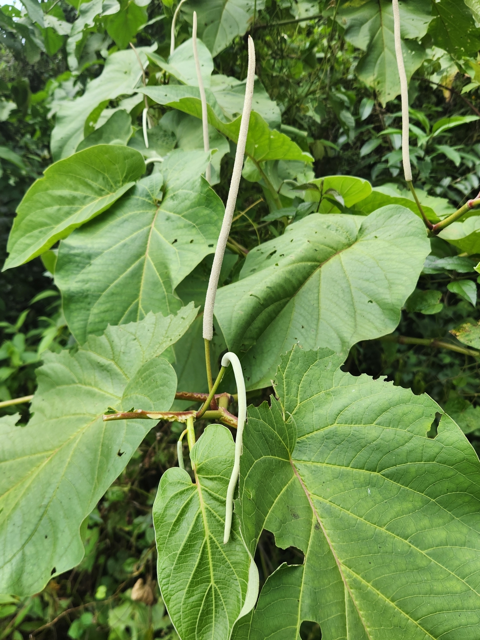 Imagem de Amazônia