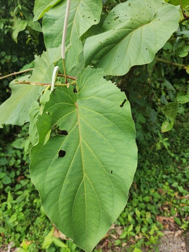 Foto de Amazônia