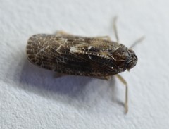 Synecdoche nemoralis