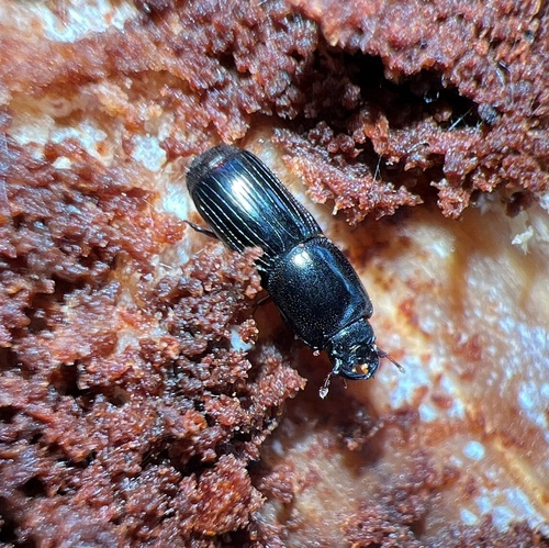 Platysoma cylindricum