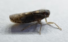 Synecdoche nemoralis