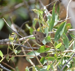 Cercyonis sthenele masoni