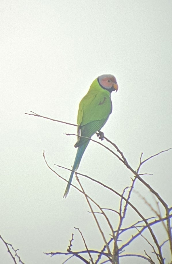 Blossom-headed Parakeet