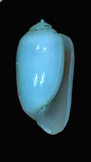 Acteocina atrata