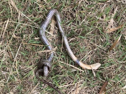 Chinese Cobra