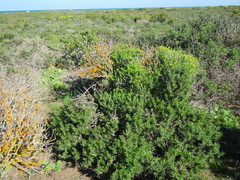 Pteronia onobromoides