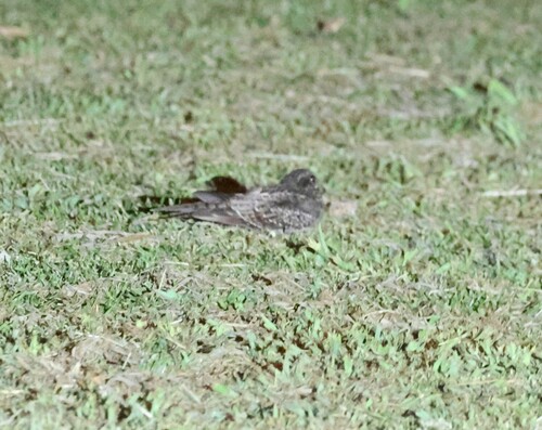 Ladder-tailed Nightjar (Hydropsalis climacocerca), photo 6