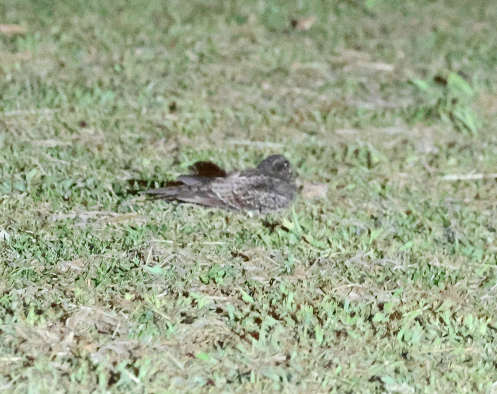 Ladder-tailed Nightjar (Hydropsalis climacocerca), photo 8