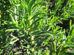 Pteronia onobromoides