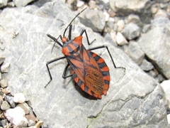 Spartocera pantomima