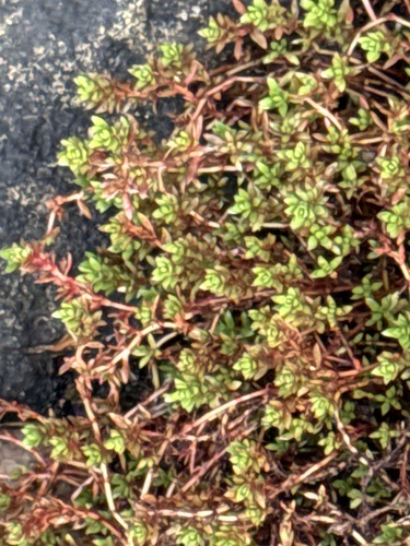 Crassula moschata observed 2025-02-06