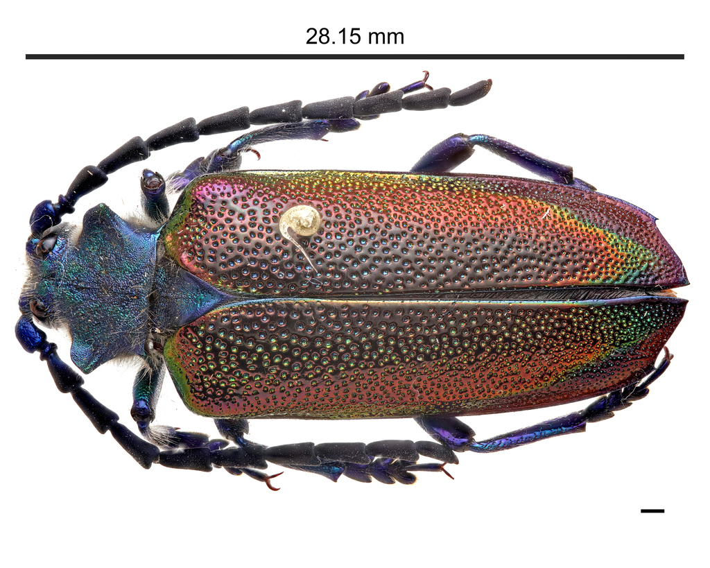 Cheloderus penai