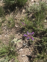 Penstemon heterodoxus
