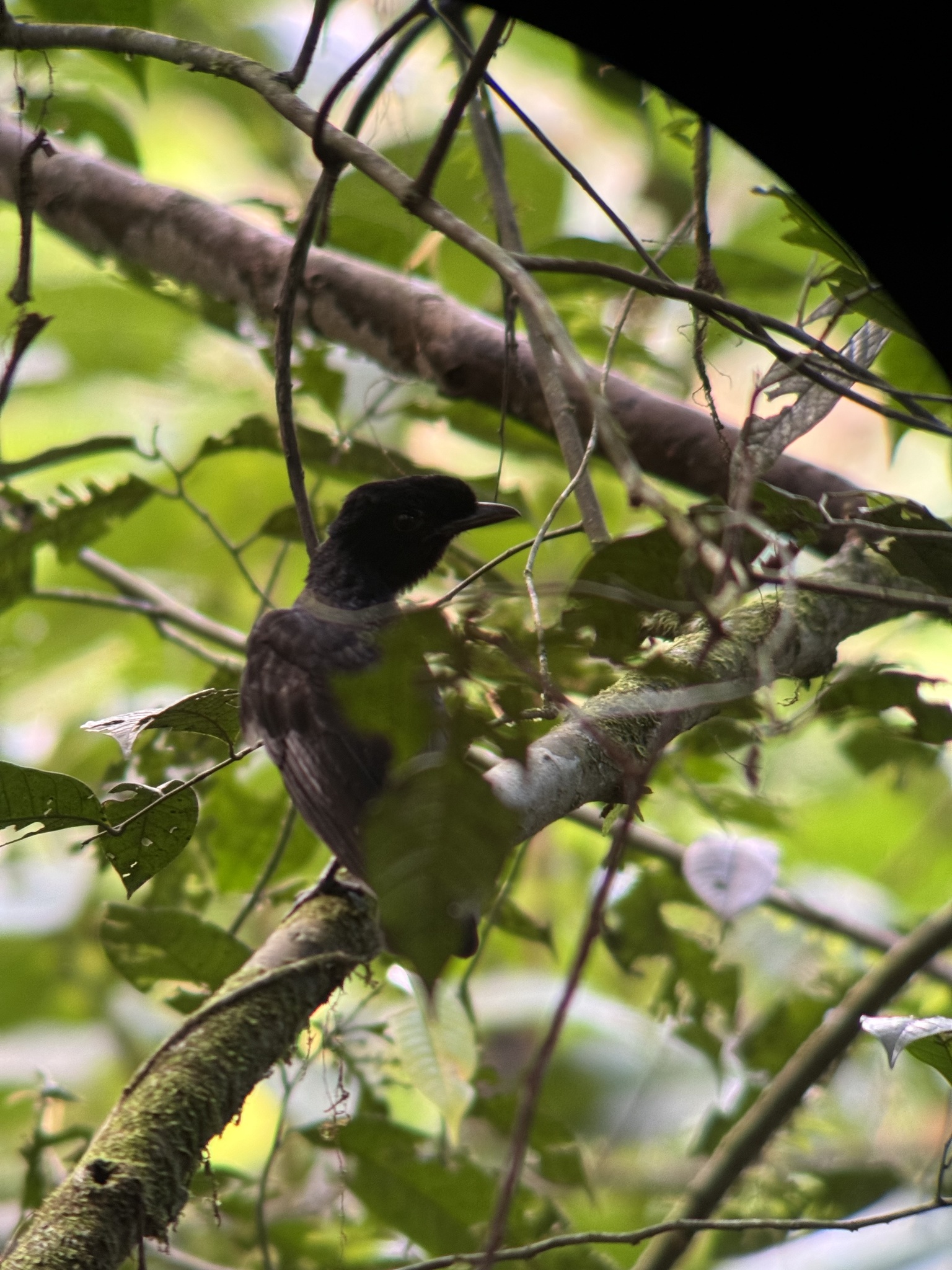 Bare-necked Umbrellabird (Cephalopterus glabricollis), photo 4