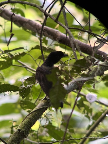 Bare-necked Umbrellabird (Cephalopterus glabricollis), photo 7