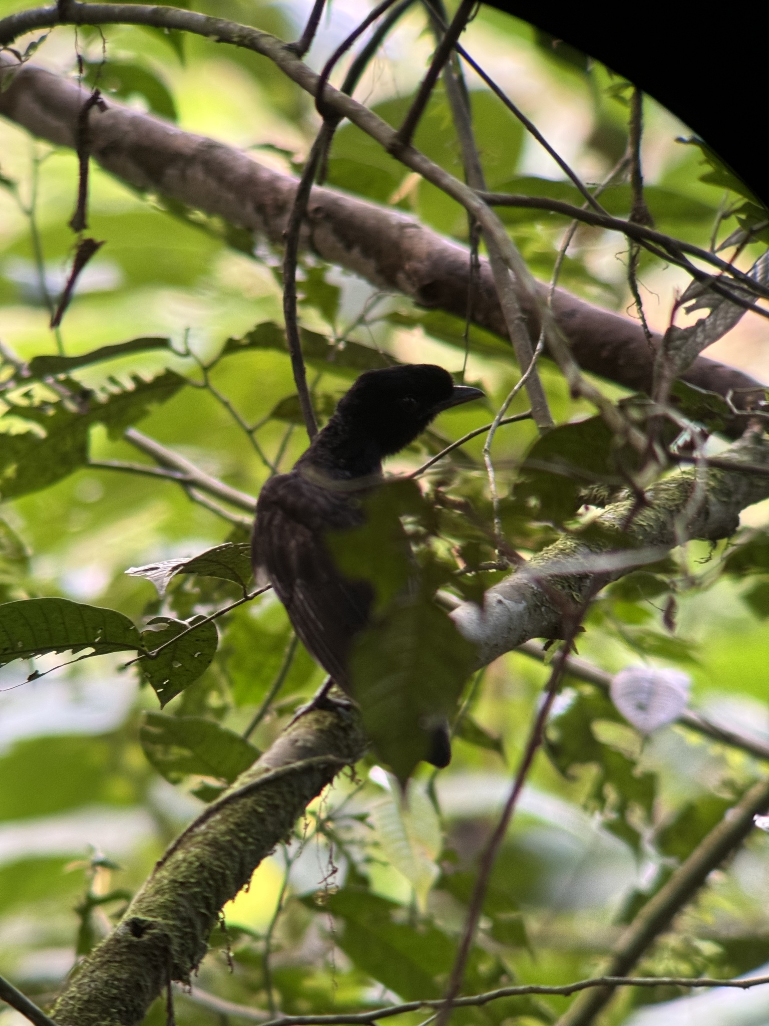 Bare-necked Umbrellabird (Cephalopterus glabricollis), photo 5