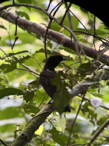 Bare-necked Umbrellabird (Cephalopterus glabricollis), photo 8