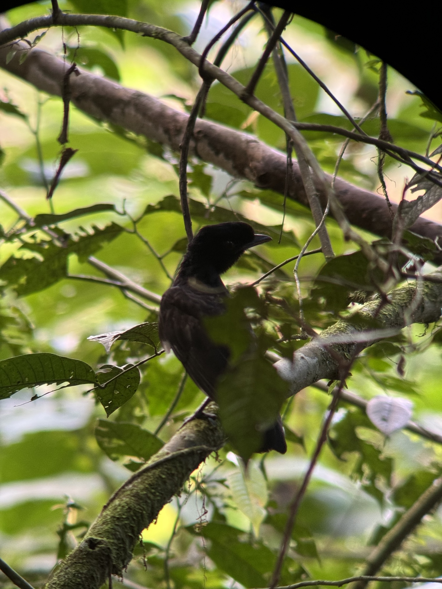 Bare-necked Umbrellabird (Cephalopterus glabricollis), photo 6