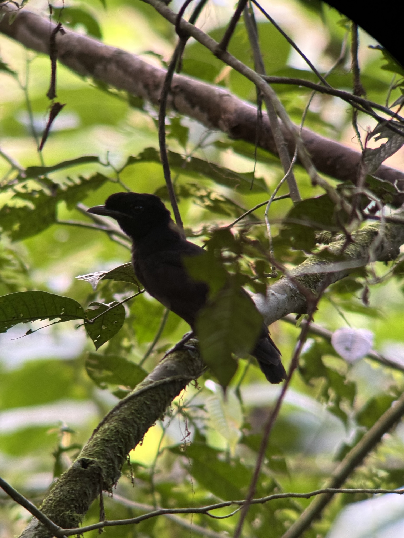 Bare-necked Umbrellabird (Cephalopterus glabricollis), photo 7