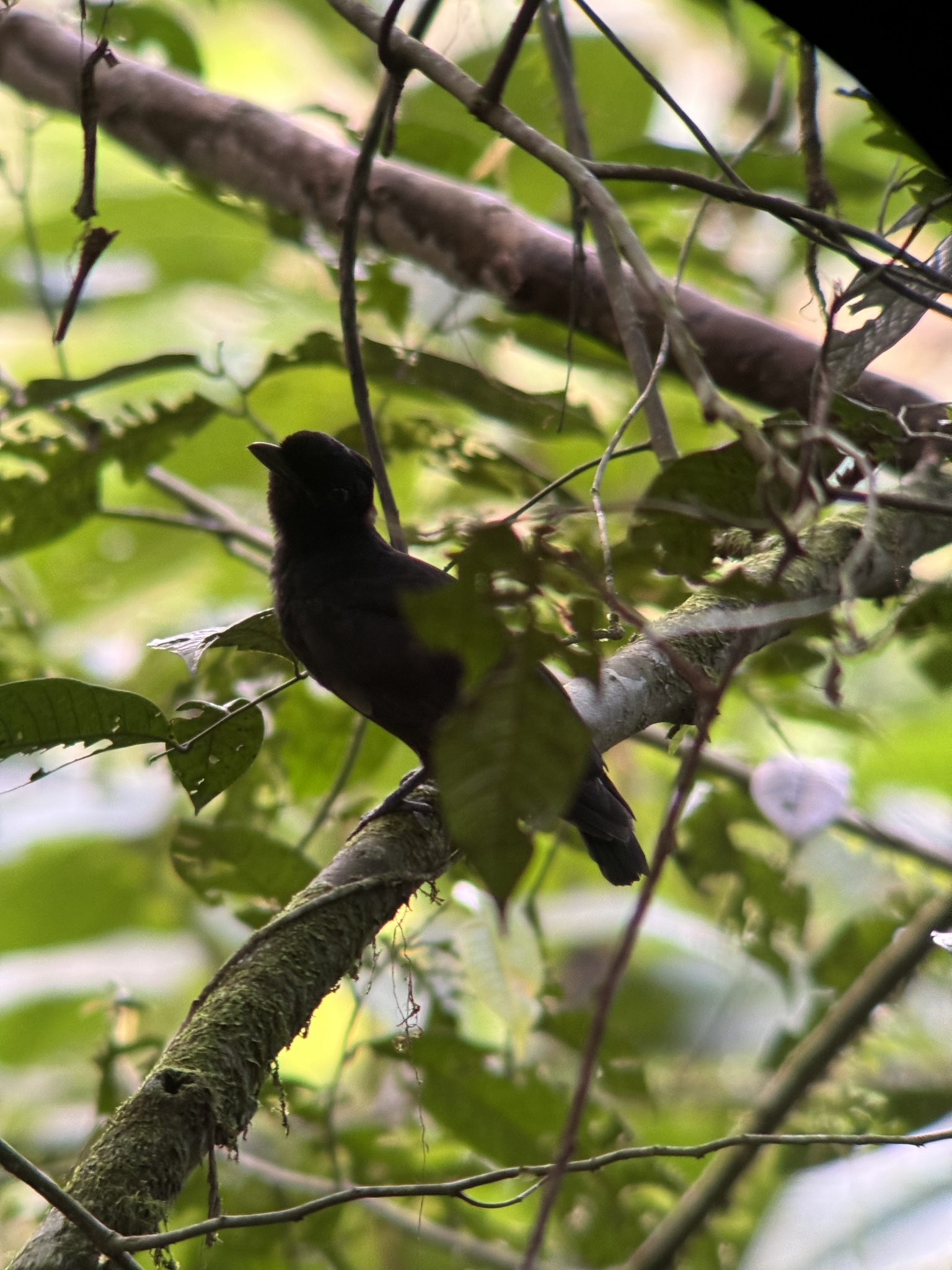 Bare-necked Umbrellabird (Cephalopterus glabricollis), photo 8