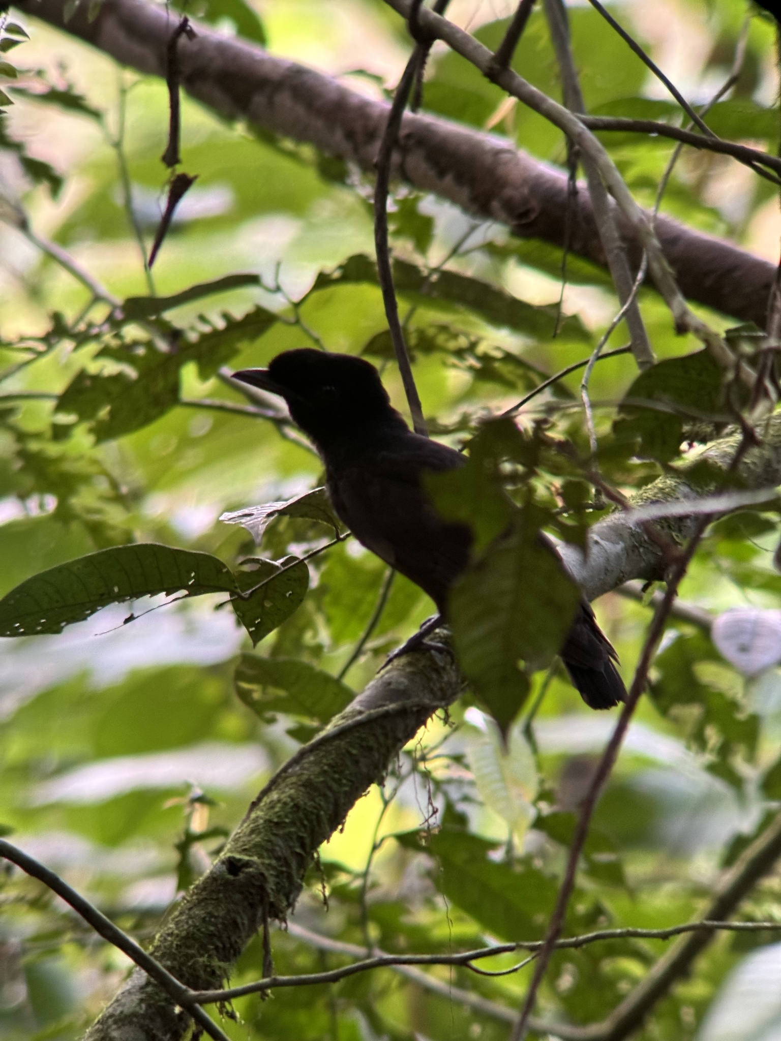 Bare-necked Umbrellabird (Cephalopterus glabricollis), photo 9