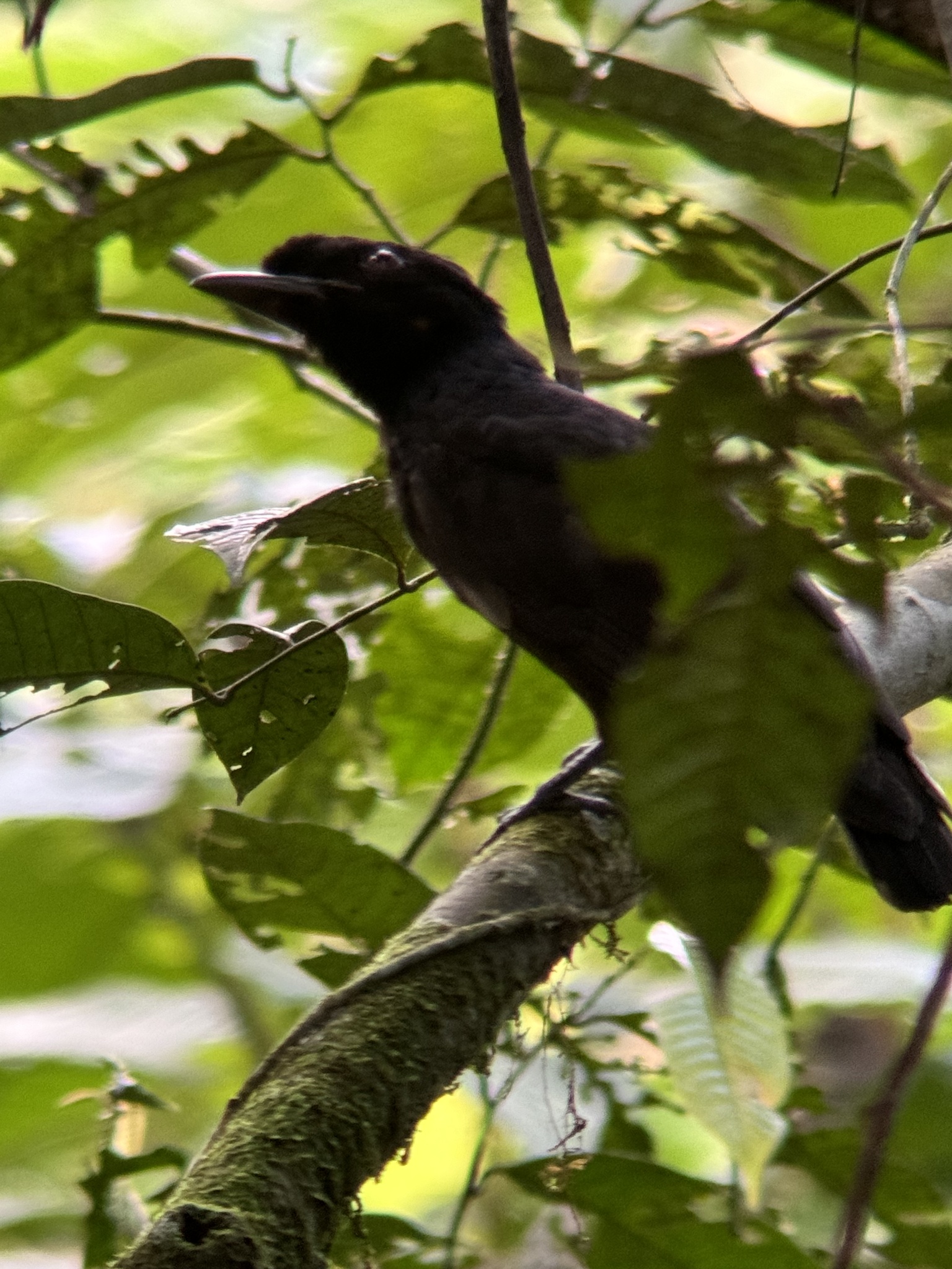 Bare-necked Umbrellabird (Cephalopterus glabricollis), photo 1