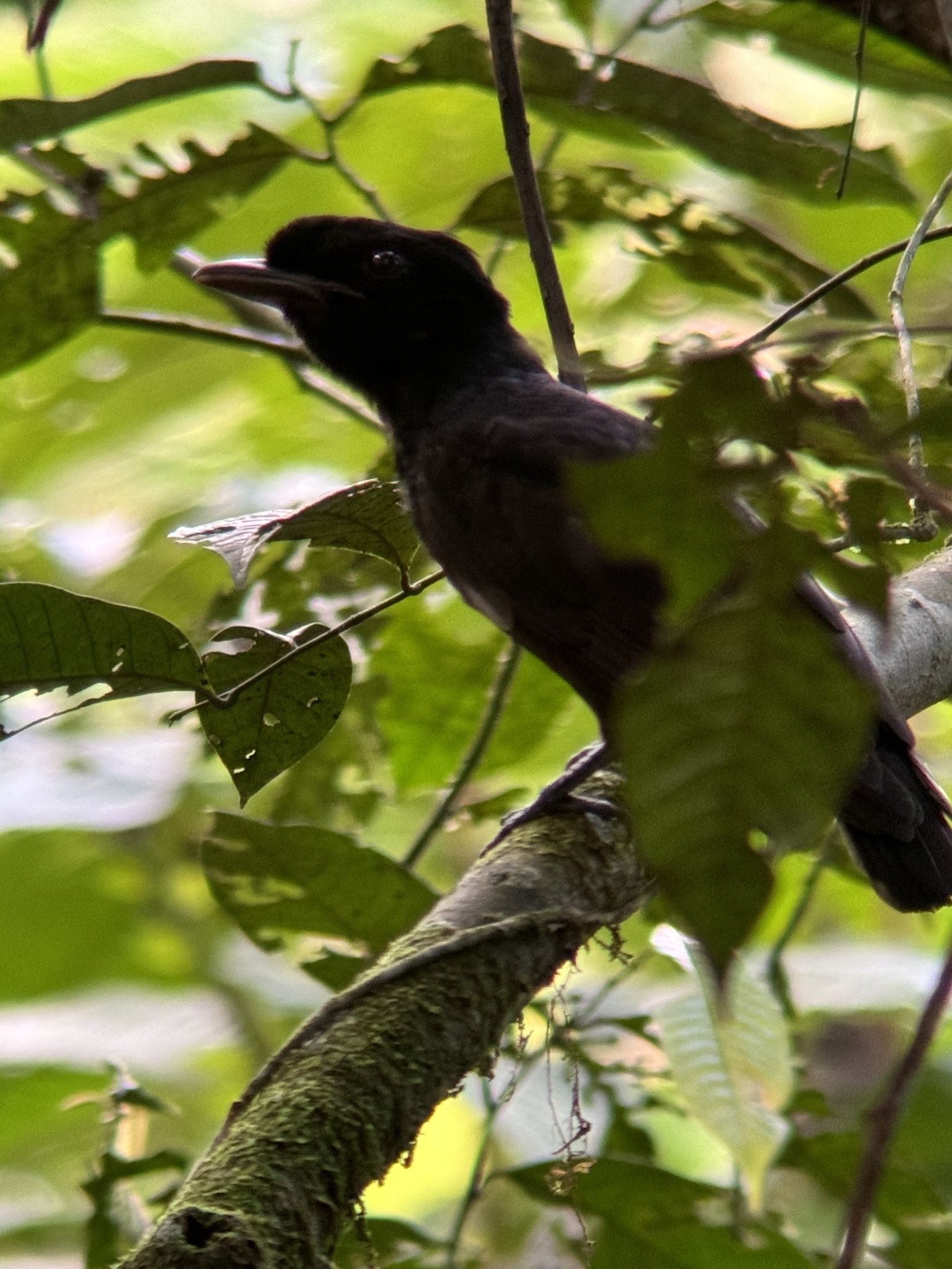 Bare-necked Umbrellabird (Cephalopterus glabricollis), photo 2