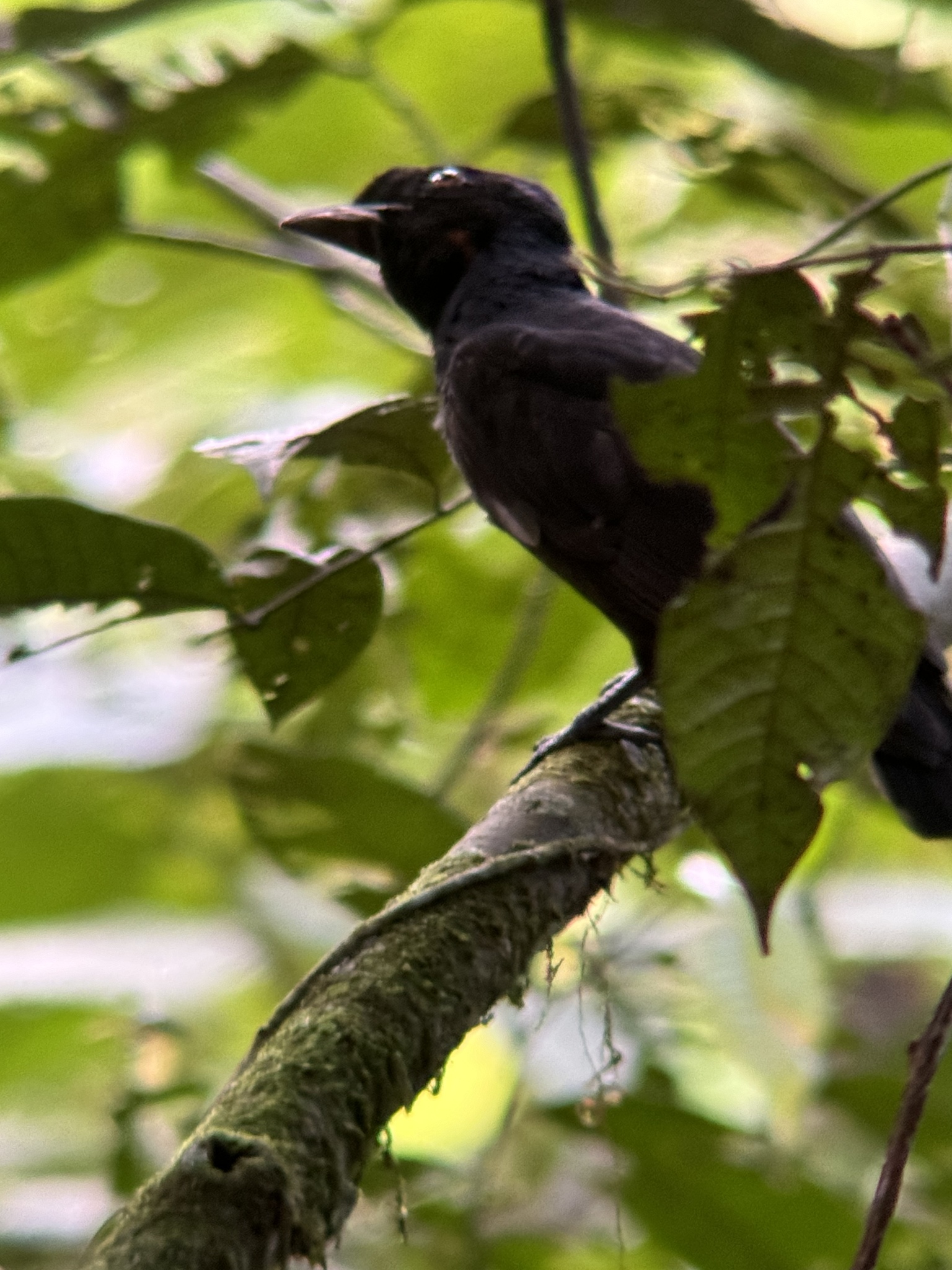 Bare-necked Umbrellabird (Cephalopterus glabricollis), photo 10