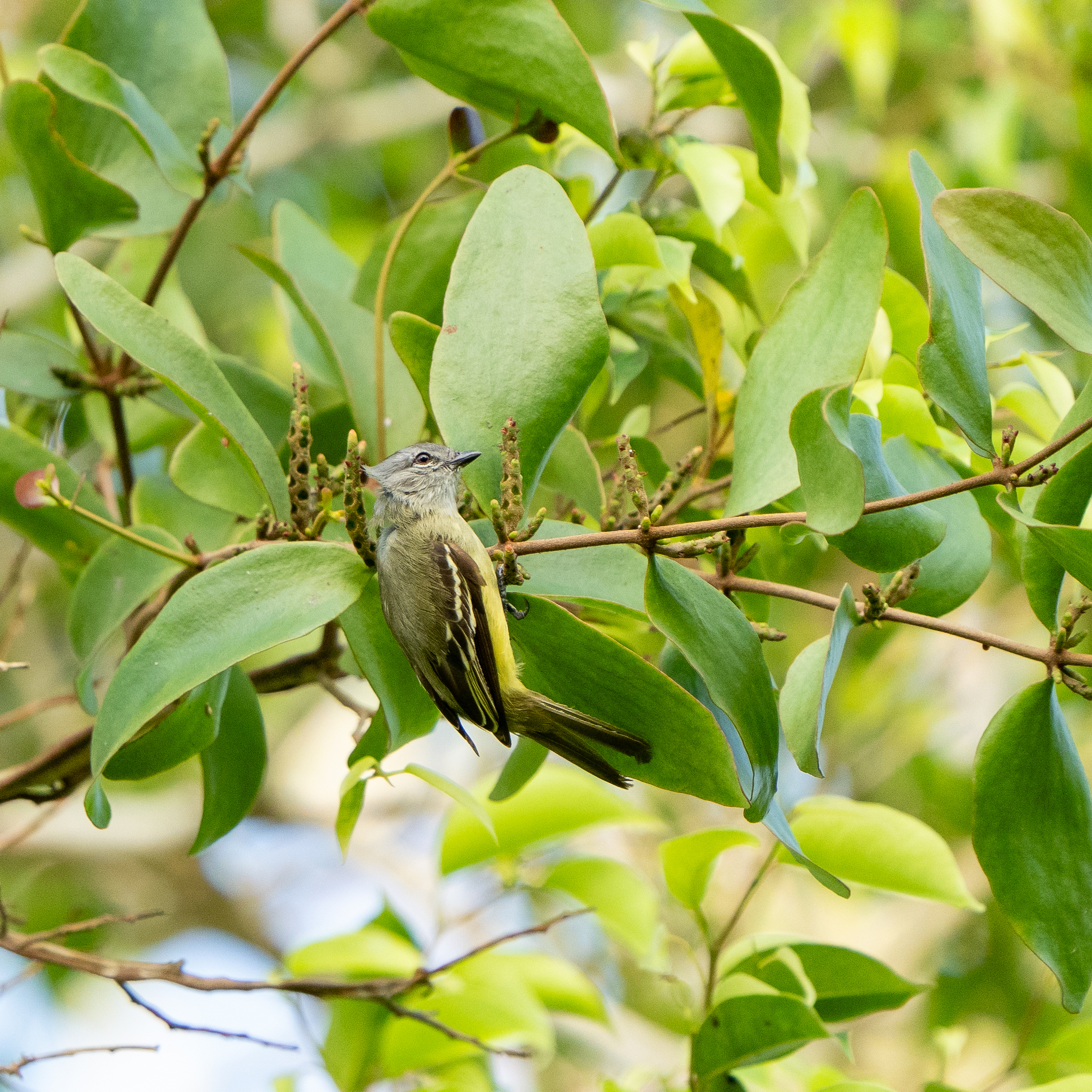 Yellow-crowned Tyrannulet (Tyrannulus elatus), photo 6