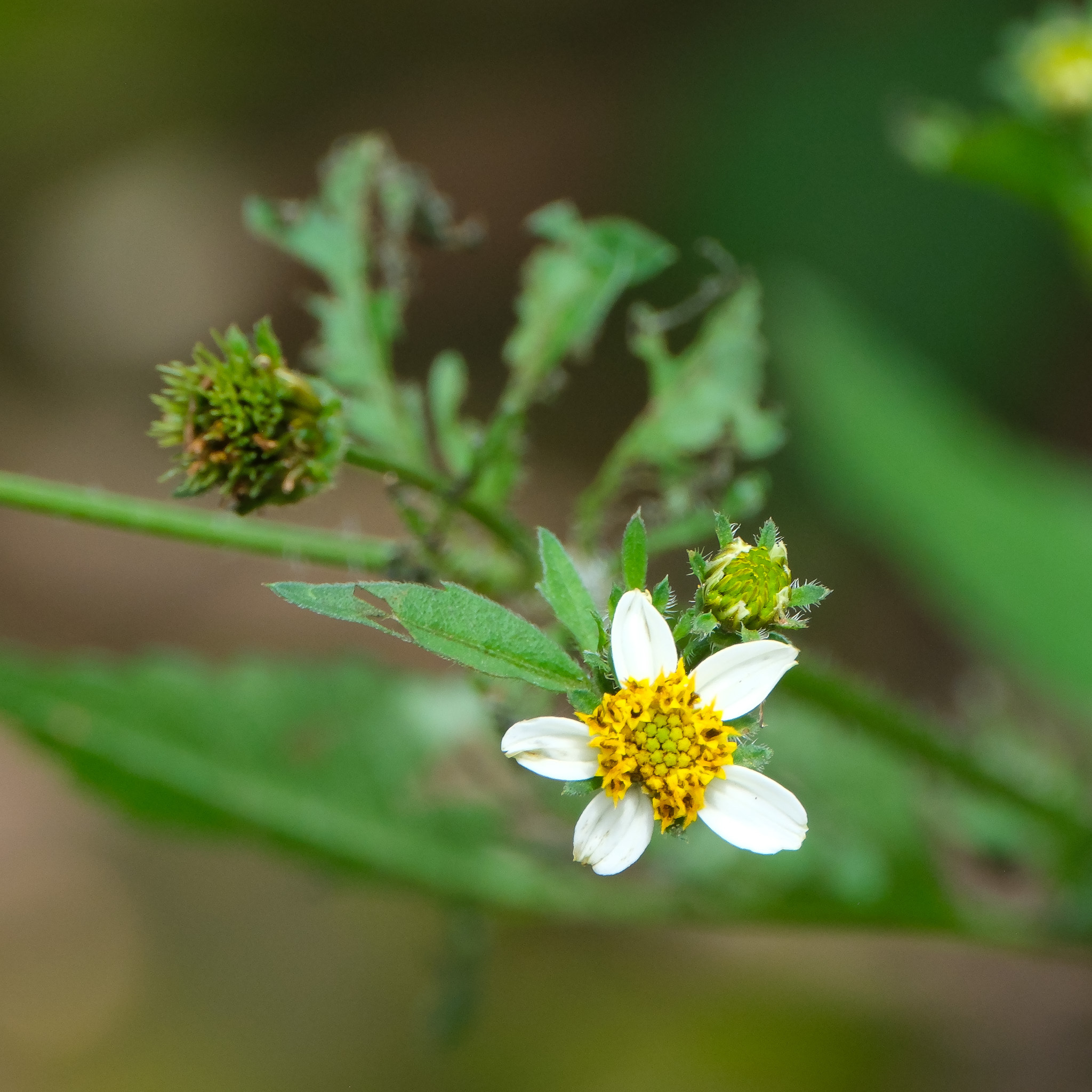 Bidens pilosa