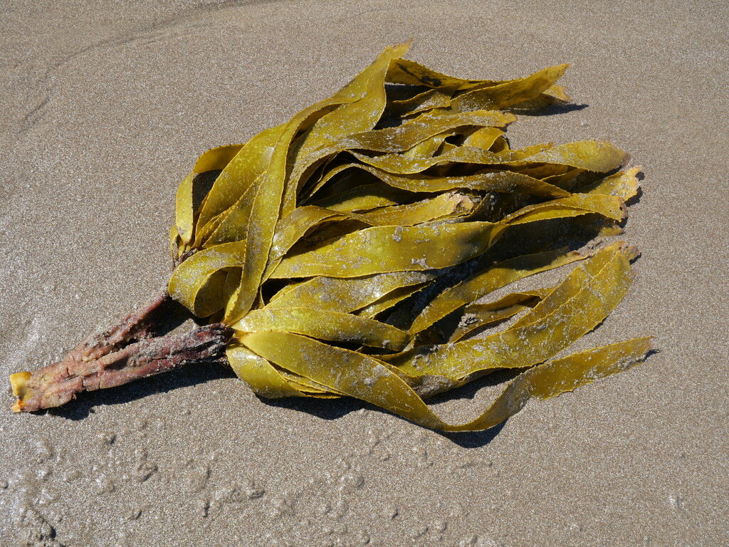 Lessonia Variegata Lessonia variegata species complex from Auckland, New Zealand on ...